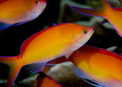 Dispar Anthias - Medium
