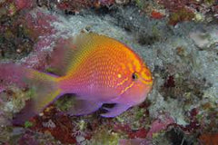 Sunburst Anthias - Small