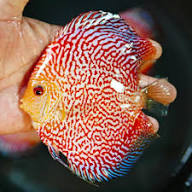 Cobalt Pigeon Pearl Discus