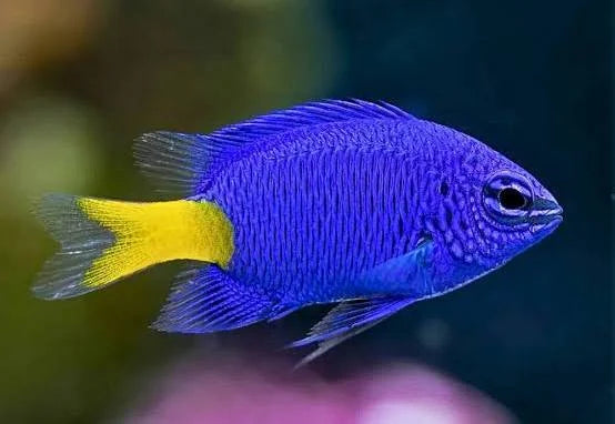 Yellowtail Blue Damsel