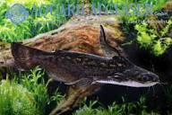 Cat Fish Wood