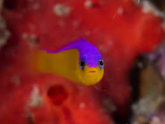 Diadema Pseudochromis - Medium