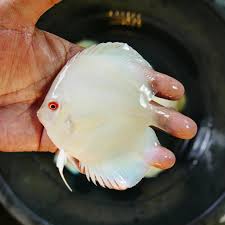 White Discus