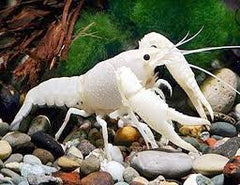Snow White Lobster