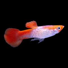 Guppy - Koi Cobra