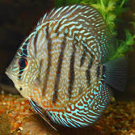 Brown Discus
