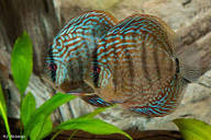 Brown Discus