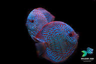 Blue Turquoise