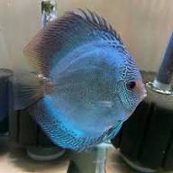 Blue Scorpion Discus