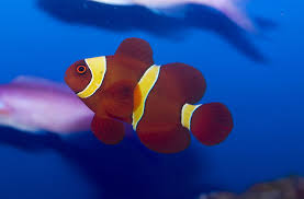 Gold Stripe Maroon Clownfish Tank Raised - Small