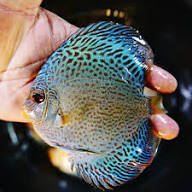 Blue Sapphire Discus