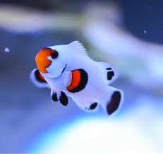 Platinum Percula Clownfish Tank Raised - Medium