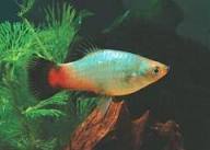 Blue Wag / Rainbow Wag Platy