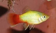 Dawn Platy