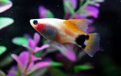 Gold Crescent Platy