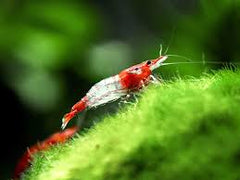Red Rili Shrimp