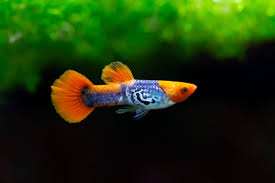 Guppy Kohaku Endler