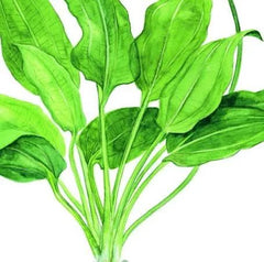 Echinodorus Bleheri