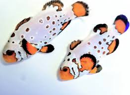 Bullet Hole Ocellaris Clownfish Tank Raised - Medium