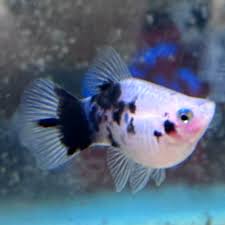 Panda Platy