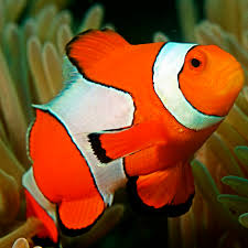 Premium Spotcinctus Clownfish Tank Raised - Medium