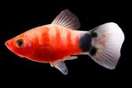 Red Tiger Platy