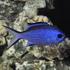 Blue Reef Chromis - Medium