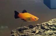 Sunburst Platy