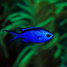 Blue Reef Chromis - Medium