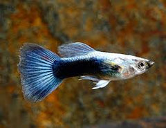 Blue Delta Guppy Male