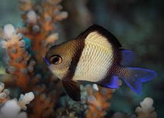 Two Stripe Damsel
