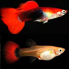 Red Blonde Tuxedo Guppy Male