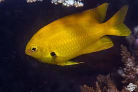 Sulphur Damsel Red Sea - Medium