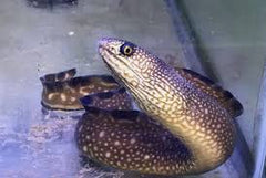 Black Edge Moray Eel - Medium