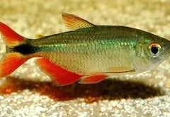 Buenos Aires Tetra