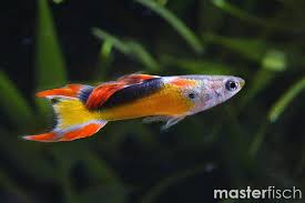 Guppy Jet Endler