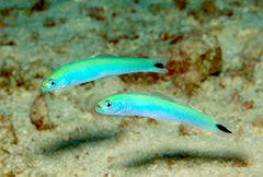 Blue Gudgeon Goby - Medium