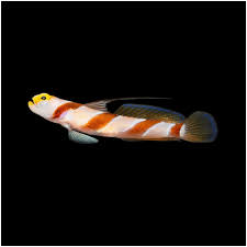 Highfin Banded Goby - Small