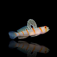 Orange Stripe Randall's Goby - Medium