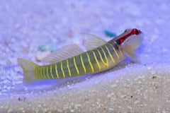 Green Banded Goby - Small