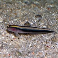 Sharknose Goby Tank Raised - Small
