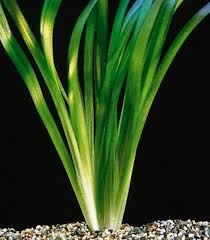 Vallisneria Sp.' Gigantea'