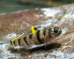 Tiger Goby Tank Raised - Small