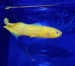 Yellow Eel Goby - Small
