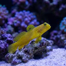 Flagtail Watchman Goby - Medium