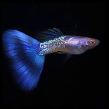 Guppy - Haritha Green Grass Tail