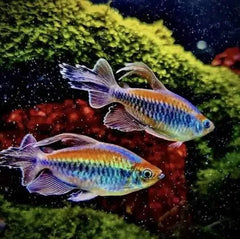 Congo Tetra