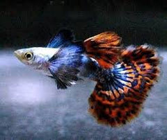 Guppy - Haritha Elephant Ear Orchid Mist