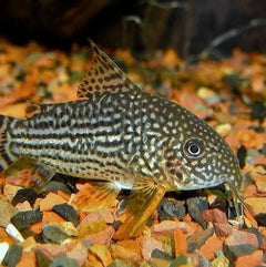 Corydoras Sterbai