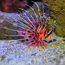Antennata Lionfish - Medium